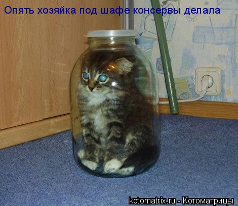 ... Котоматрица: