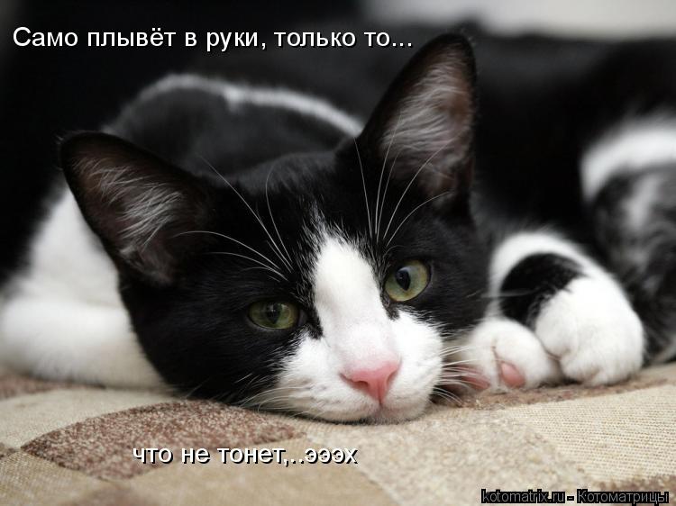 ... Котоматрица: