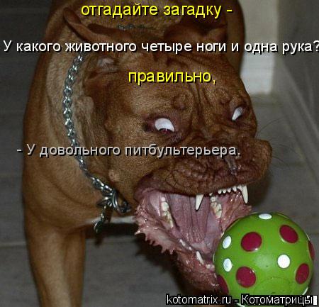... Котоматрица: