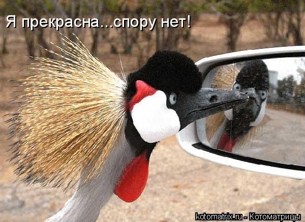 Котоматрица: 