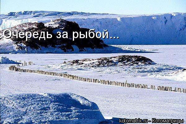 Котоматрица: 