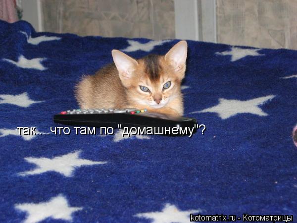 ... Котоматрица:
