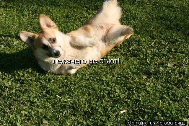... Котоматрица: