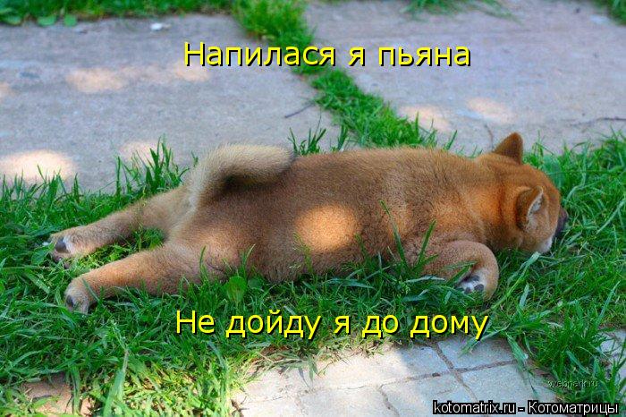 Котоматрица: 