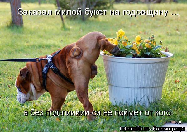 Котоматрица: 