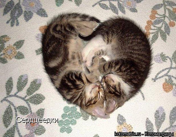 ... Котоматрица: