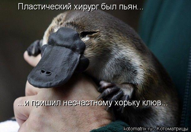 Котоматрица: 