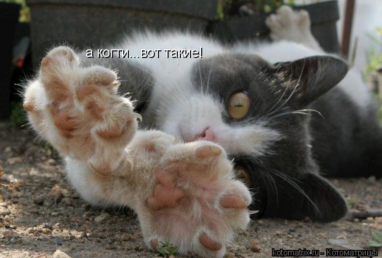 ... Котоматрица: