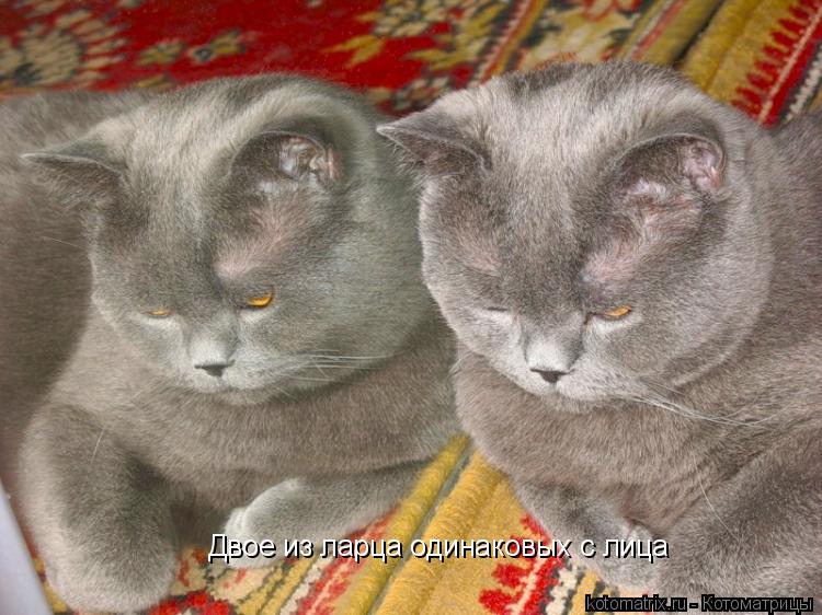 Котоматрица: 