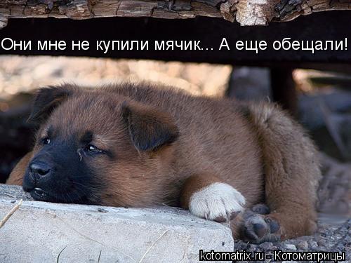 Котоматрица: 