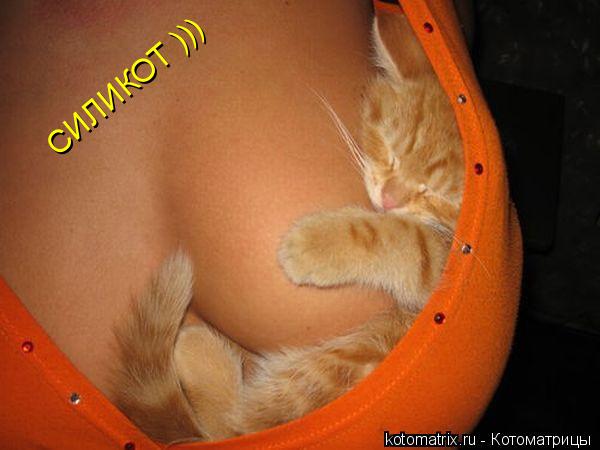 Котоматрица: 