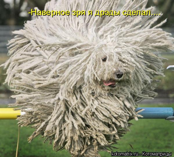 ... Котоматрица: