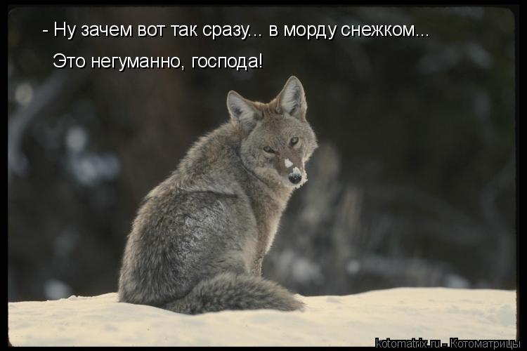 Котоматрица: 