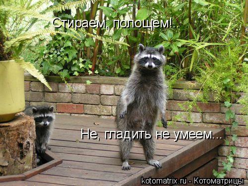 Котоматрица: 