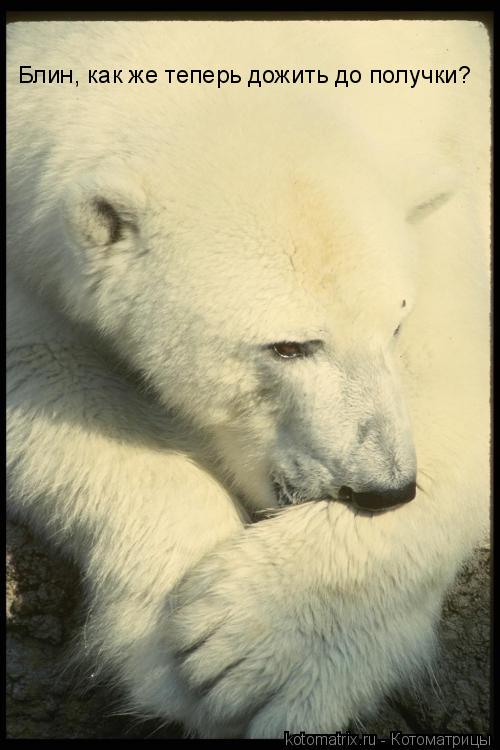 Котоматрица: 