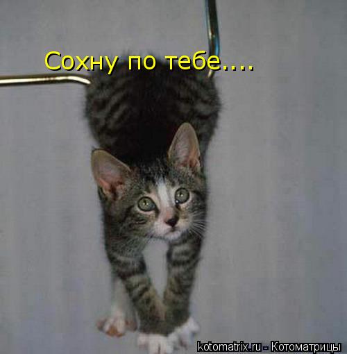 Котоматрица: 