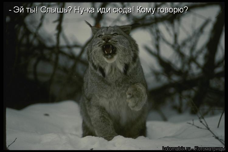 Котоматрица: 