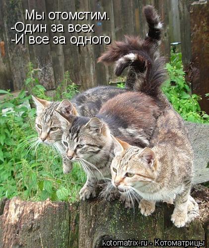 Котоматрица: 