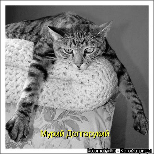 Котоматрица: 