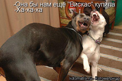 ... Котоматрица: