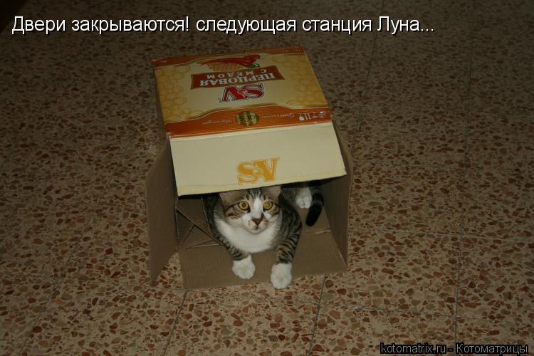 ... Котоматрица: