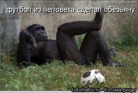 Котоматрица: 