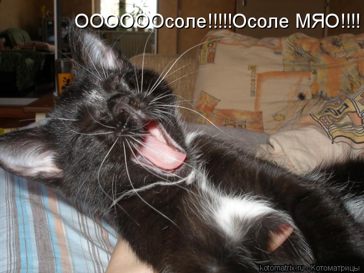 Котоматрица: 