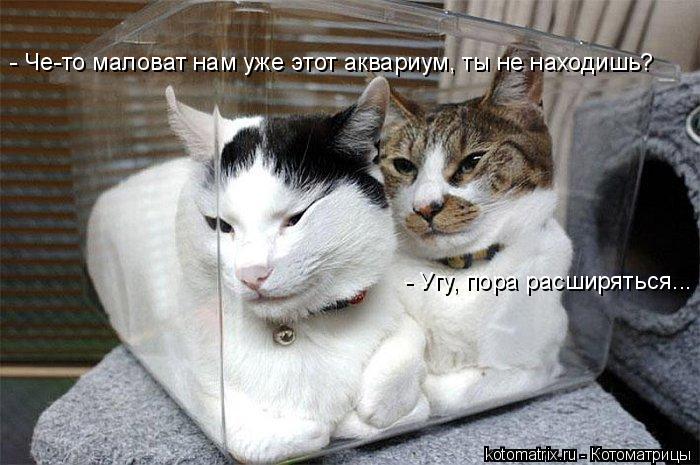 Котоматрица: 