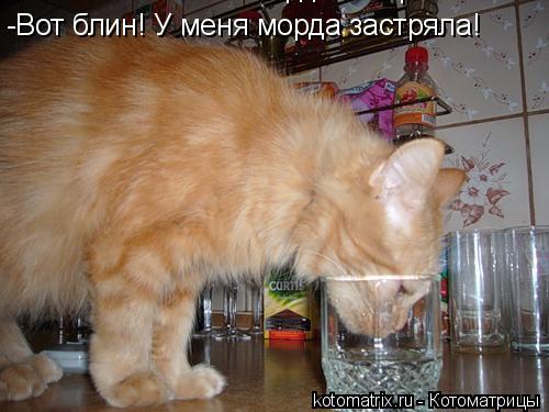 Котоматрица: 