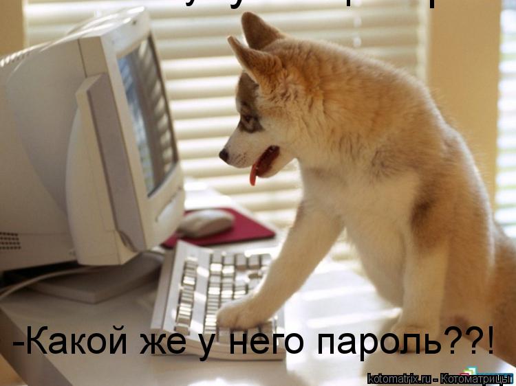 ... Котоматрица: