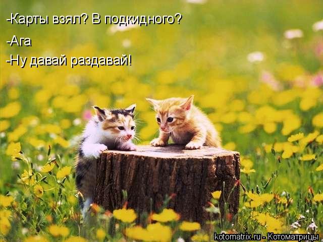 -Карты взял? В подкидного? -Ага -Ну давай раздавай!... Котоматрица: -Карты взял? В подкидного? -Ага -Ну давай раздавай!
