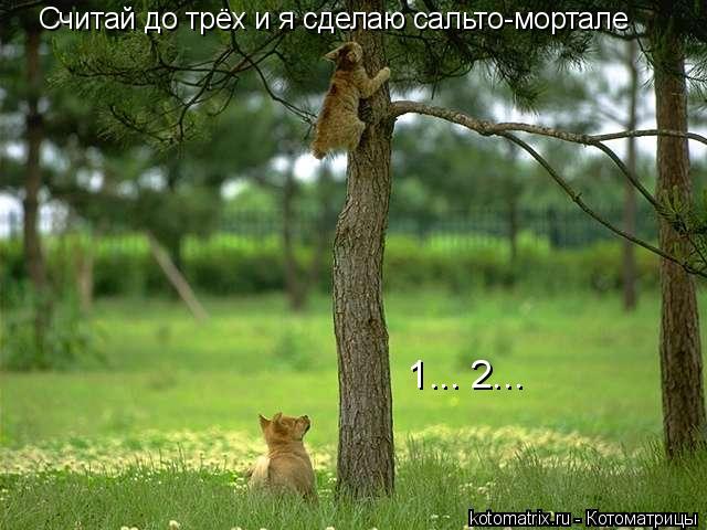 Считай до трёх и я сделаю сальто-мортале 1... 2...... Котоматрица: Считай до трёх и я сделаю сальто-мортале 1... 2...