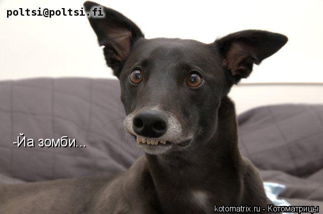 -Йа зомби...... Котоматрица: -Йа зомби...