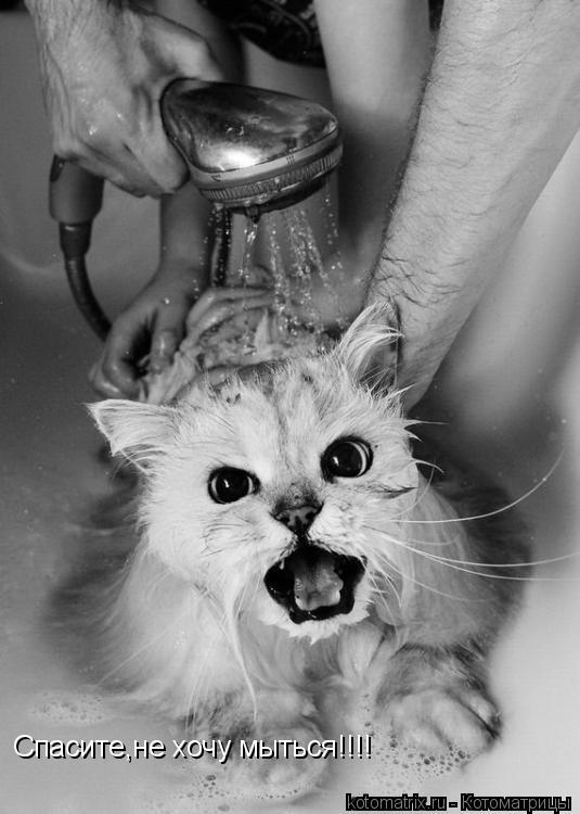 Котоматрица: Спасите,не хочу мыться!!!!