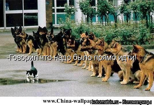 -Говорил что надо было прямо идти!... Котоматрица: -Говорил что надо было прямо идти!
