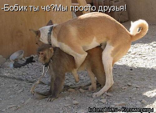 -Бобик ты чё?Мы просто друзья!... Котоматрица: -Бобик ты чё?Мы просто друзья!