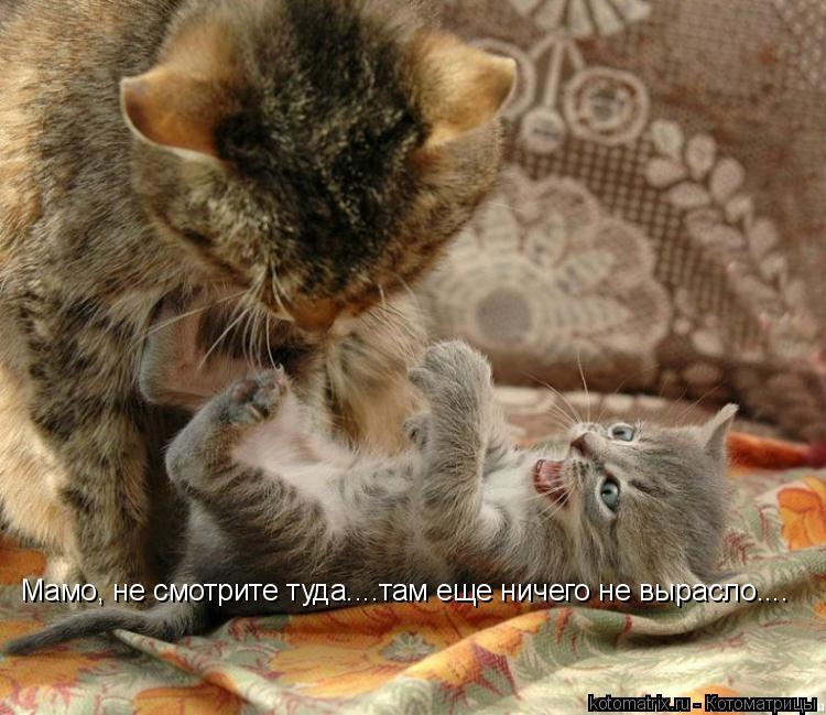 Мамо, не смотрите туда....там еще ничего не вырасло....... Котоматрица: Мамо, не смотрите туда....там еще ничего не вырасло....