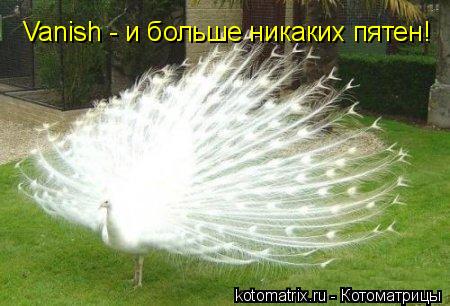 Vanish - и больше никаких пятен!... Котоматрица: Vanish - и больше никаких пятен!