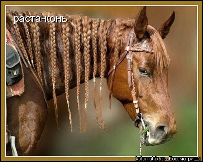 раста-конь... Котоматрица: раста-конь