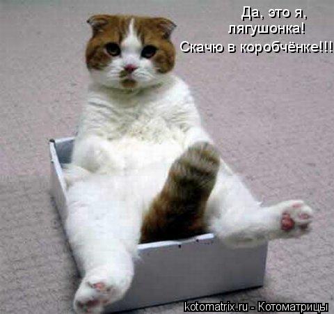 Да, это я, лягушонка! Скачю в коробчёнке!!!... Котоматрица: Да, это я, лягушонка! Скачю в коробчёнке!!!