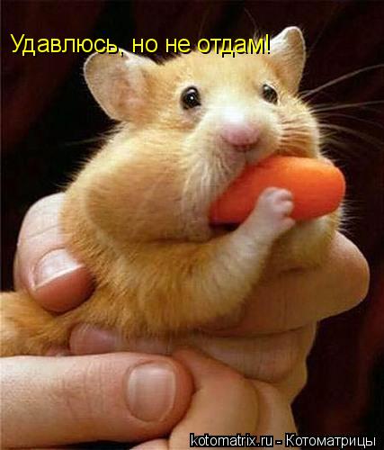 Удавлюсь, но не отдам!... Котоматрица: Удавлюсь, но не отдам!