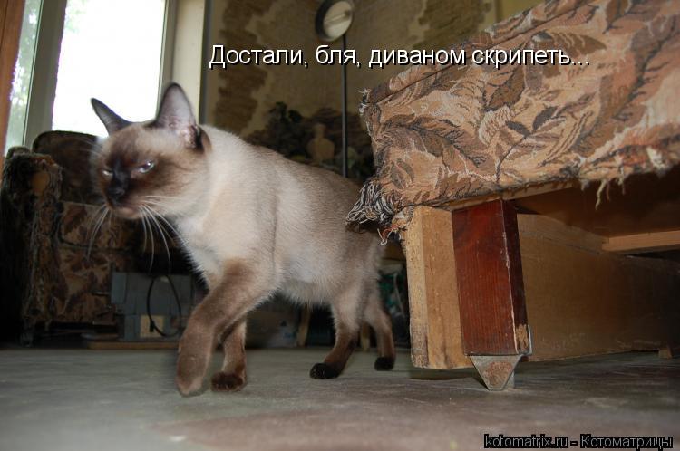 Котоматрица: Достали, бля, диваном скрипеть...