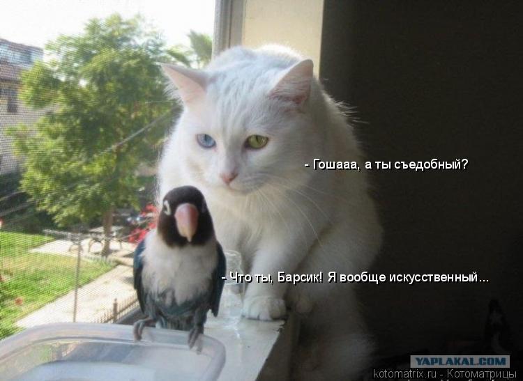 Котоматрица: - Гошааа, а ты съедобный? - Что ты, Барсик! Я вообще искусственный...