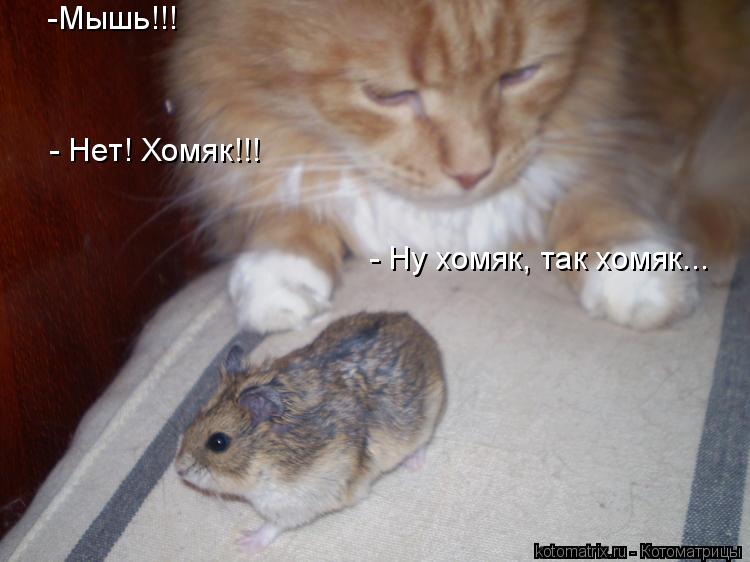 -Мышь!!! - Нет! Хомяк!!! - Ну хомяк, так хомяк...... Котоматрица: -Мышь!!! - Нет! Хомяк!!! - Ну хомяк, так хомяк...
