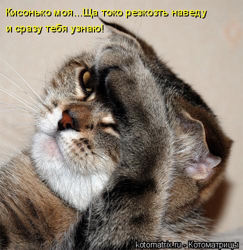Кисонько моя...Ща токо резкозть наведу и сразу тебя узнаю!... Котоматрица: Кисонько моя...Ща токо резкозть наведу и сразу тебя узнаю!