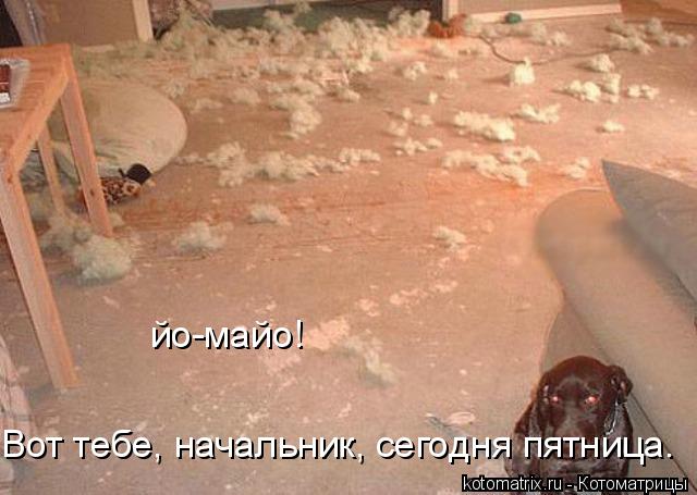 йо-майо! Вот тебе, начальник, сегодня пятница…... Котоматрица: йо-майо! Вот тебе, начальник, сегодня пятница…