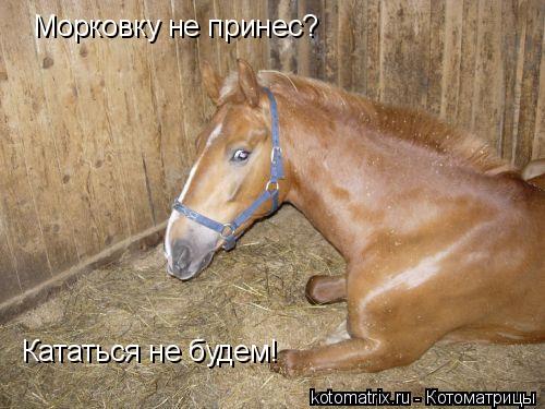 Морковку не принес? Кататься не будем!... Котоматрица: Морковку не принес? Кататься не будем!