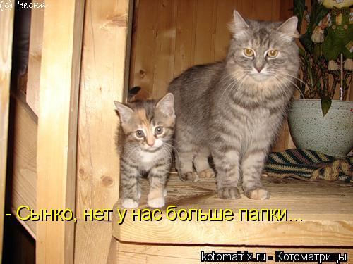- Сынко, нет у нас больше папки...... Котоматрица: - Сынко, нет у нас больше папки...