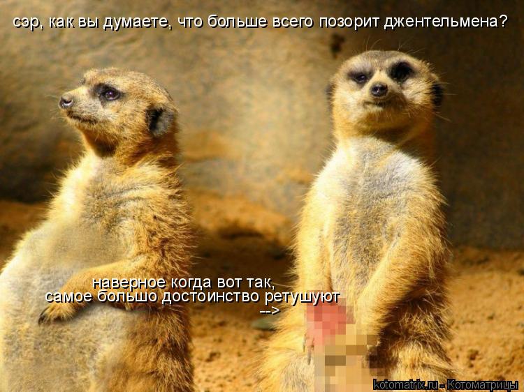сэр, как вы думаете, что больше всего позорит джентельмена? наверное когда вот так, самое большо дос... Котоматрица: сэр, как вы думаете, что больше всего позорит джентельмена? наверное когда вот так, самое большо достоинство ретушуют -->