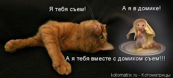 Я тебя съем! А я в домике! А я тебя вместе с домиком съем!!!... Котоматрица: Я тебя съем! А я в домике! А я тебя вместе с домиком съем!!!
